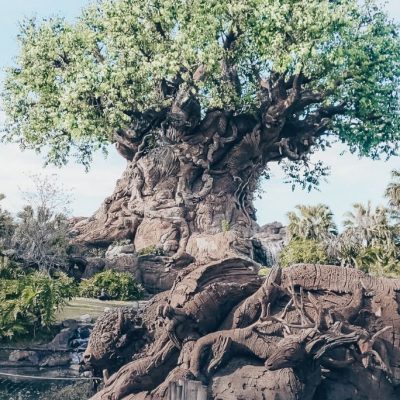 Where to Eat Breakfast at Animal Kingdom